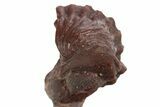 Enrolled Red Morocops Trilobite - Hmar Laghdad, Morocco #328627-4